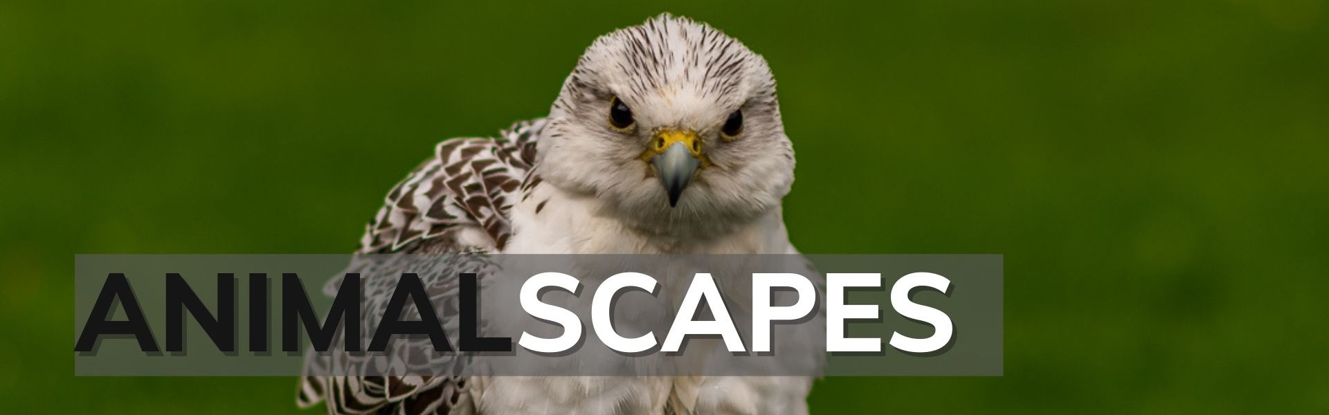 AnimalScapes from Mark Kelly Photography