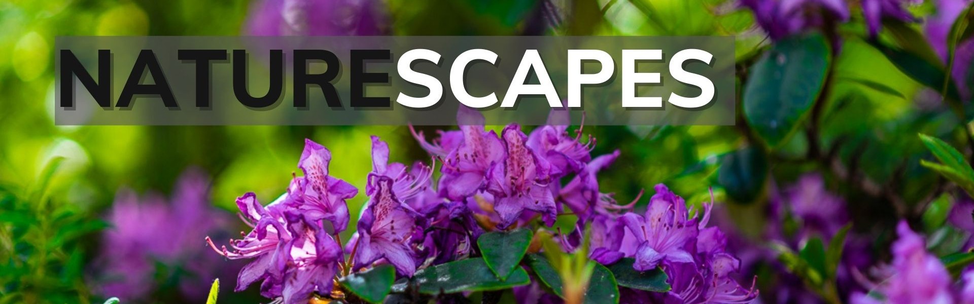 NatureScapes from Mark Kelly Photography